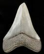 Grey, Fossil Megalodon Tooth - Georgia #46606-2